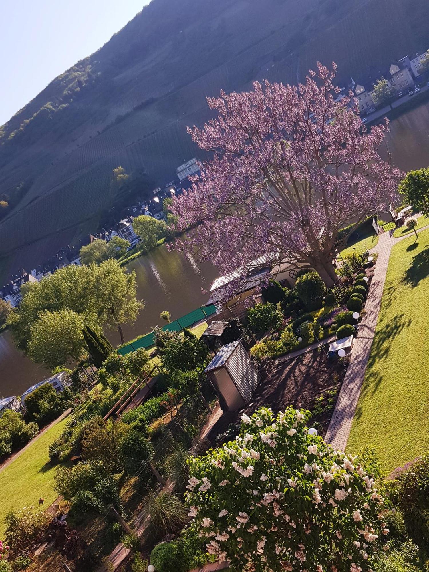Appartamento Zum Blauglockenbaum Zell an der Mosel Esterno foto